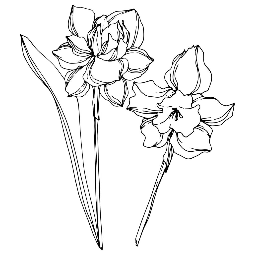 Вектор Нарцисс цветочный ботанический цветок. Черно-белый рисунок чернил. Изолированный элемент иллюстрации нарцисса
. - Вектор,изображение