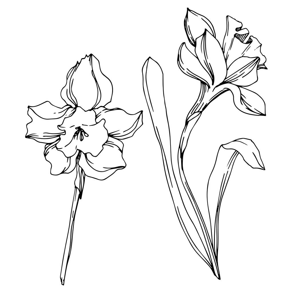 Vektor Narcissus virágos botanikus virág. Fekete-fehér vésett tinta Art. Izolált nárcisz illusztrációs elem. - Vektor, kép