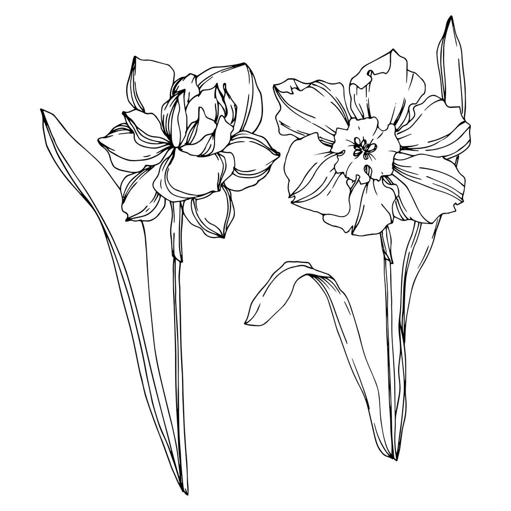 Vector Narcissus kwiatowy kwiat botaniczny. Czarno-biała grawerowana sztuka atramentu. Wyizolowany Narcyz element ilustracji. - Wektor, obraz