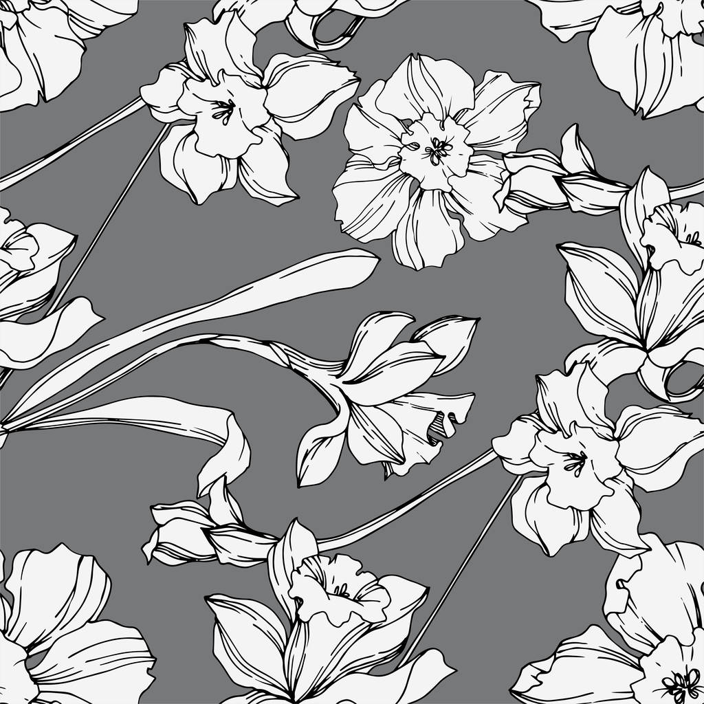 Vektor Narzisse florale botanische Blume. Schwarz-weiß gestochene Tuschekunst. nahtloses Hintergrundmuster. - Vektor, Bild