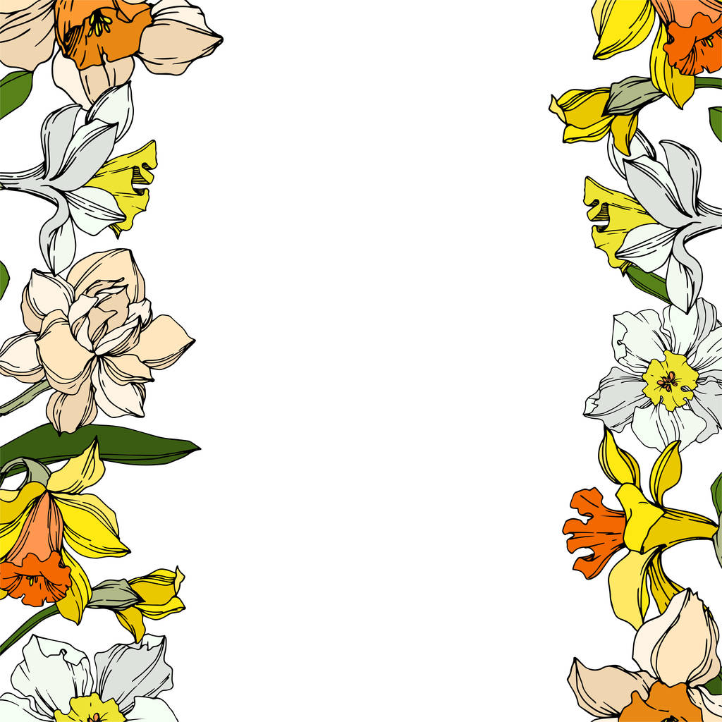 Вектор Нарцисс цветочный ботанический цветок. Черно-белый рисунок чернил. Граничный орнамент
. - Вектор,изображение