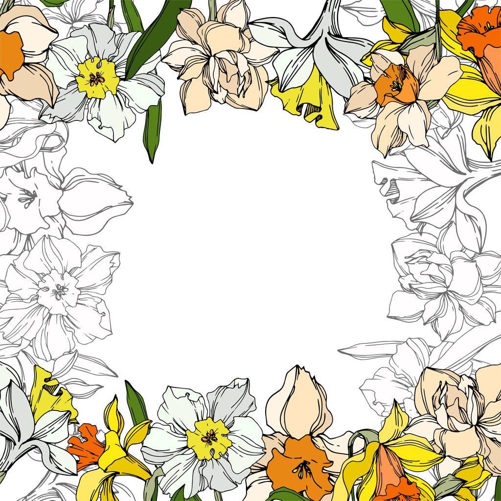Vektor Narzisse florale botanische Blume. Schwarz-weiß gestochene Tuschekunst. Rahmen Rand Ornament Quadrat. - Vektor, Bild