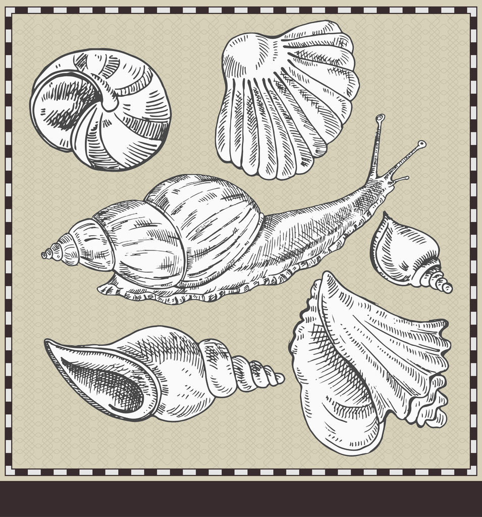 Snail and shells. Vintage style illustration - Vector, Image