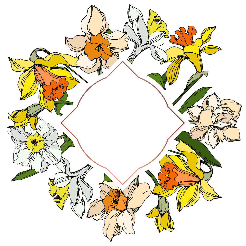 Vektor Narzisse florale botanische Blume. Schwarz-weiß gestochene Tuschekunst. Rahmen Rand Ornament Quadrat. - Vektor, Bild
