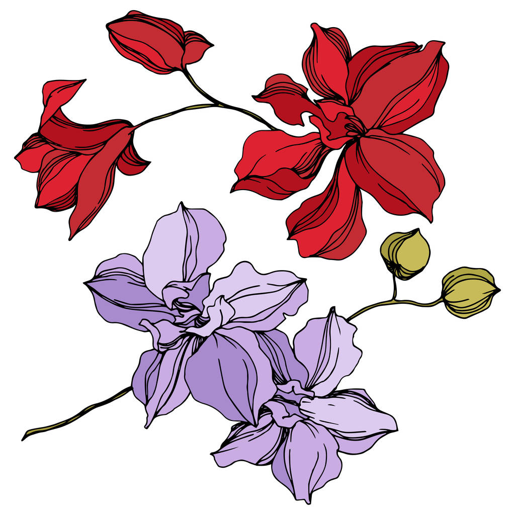Fiori botanici floreali del Orchid. Inchiostro inciso in bianco e nero art. Elemento di illustrazione isolata delle orchidee
. - Vettoriali, immagini