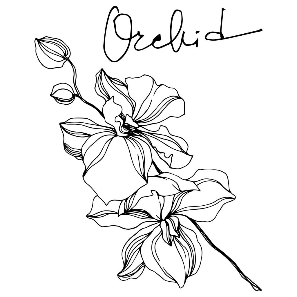 Květinové botanické květiny. Černé a bílé ryté inkoustem. Izolované orchideje, ilustrace. - Vektor, obrázek