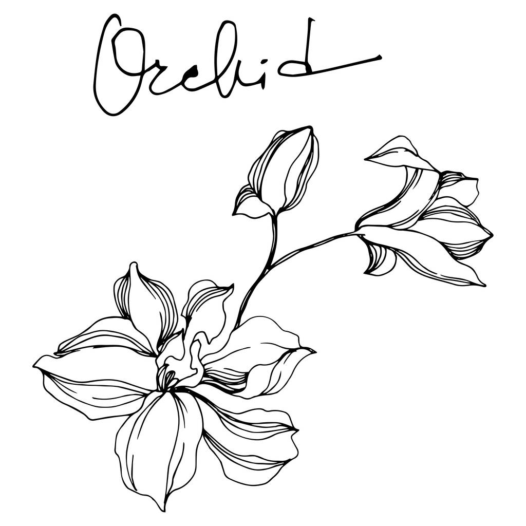 Orchidee florale botanische Blumen. Schwarz-weiß gestochene Tuschekunst. isolierte Orchideen Illustrationselement. - Vektor, Bild