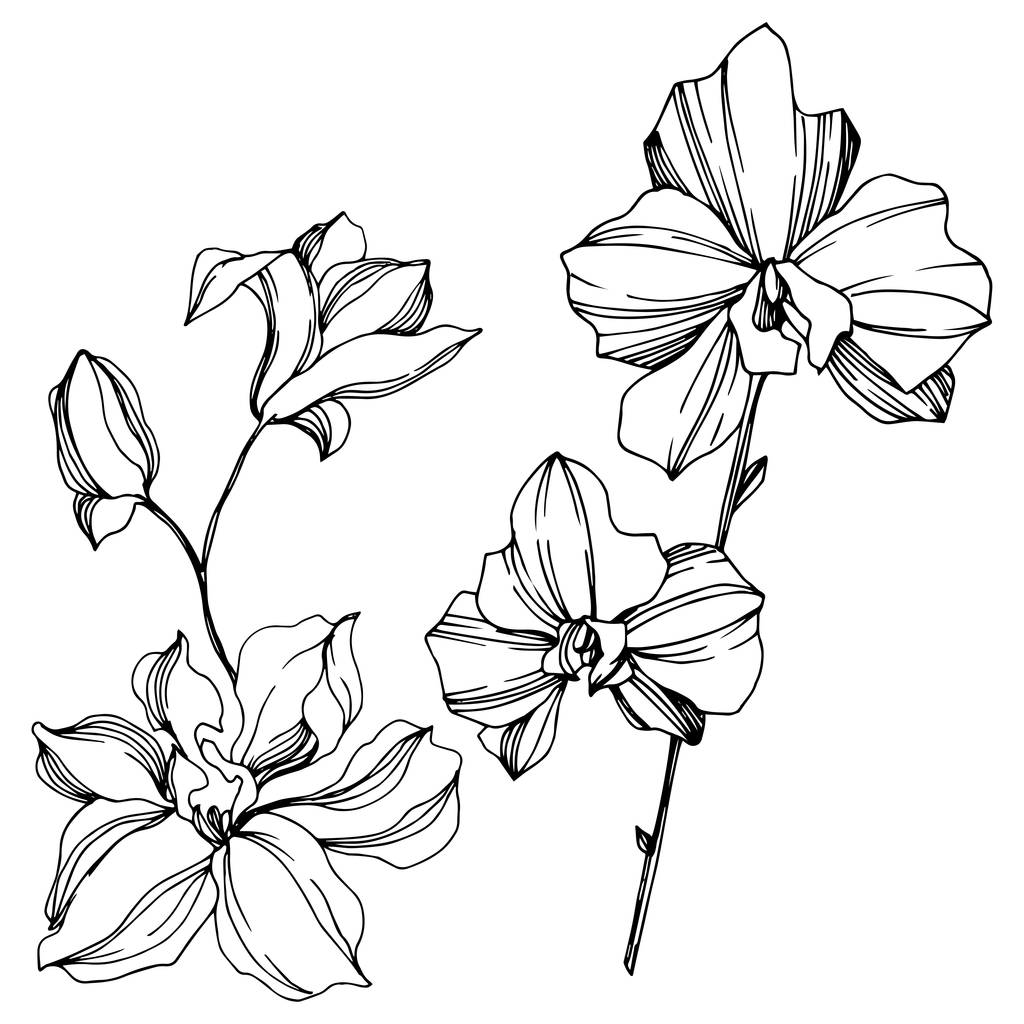 Orchidea kwiatowe kwiaty botaniczne. Czarno-biała grawerowana sztuka atramentu. Element ilustracji na białym tle orchidei. - Wektor, obraz
