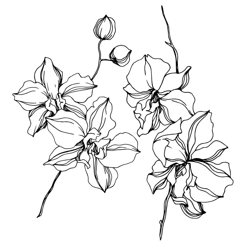 蘭の花の植物の花。黒と白の彫刻インクアート。孤立した蘭のイラスト要素. - ベクター画像