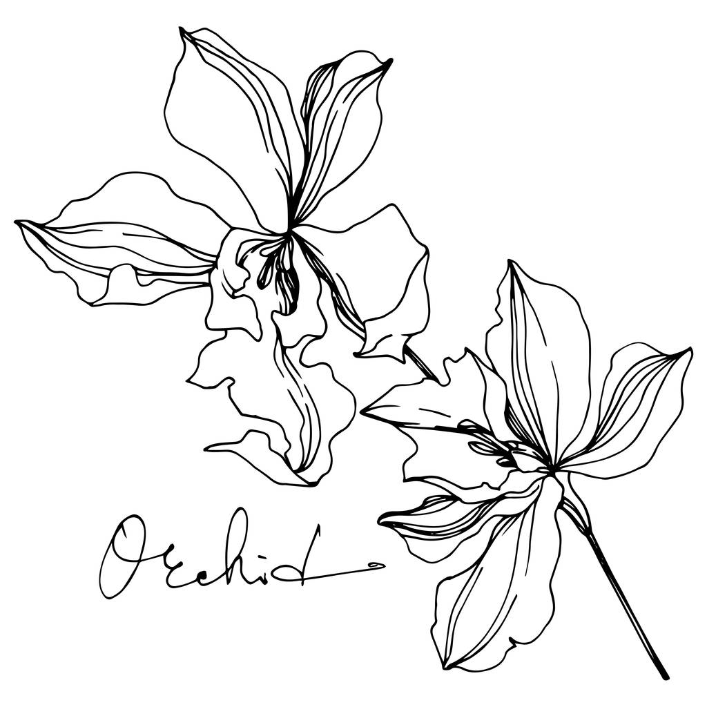 ベクトル蘭の花の植物の花。黒と白の彫刻インクアート。孤立した蘭のイラスト要素. - ベクター画像