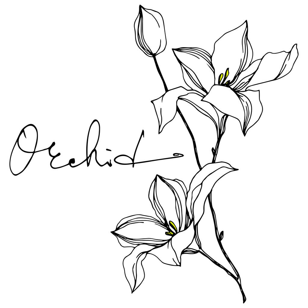 Vektör Orkide çiçek botanik çiçekler. Siyah ve beyaz oyulmuş mürekkep sanatı. İzole orkide illüstrasyon elemanı. - Vektör, Görsel