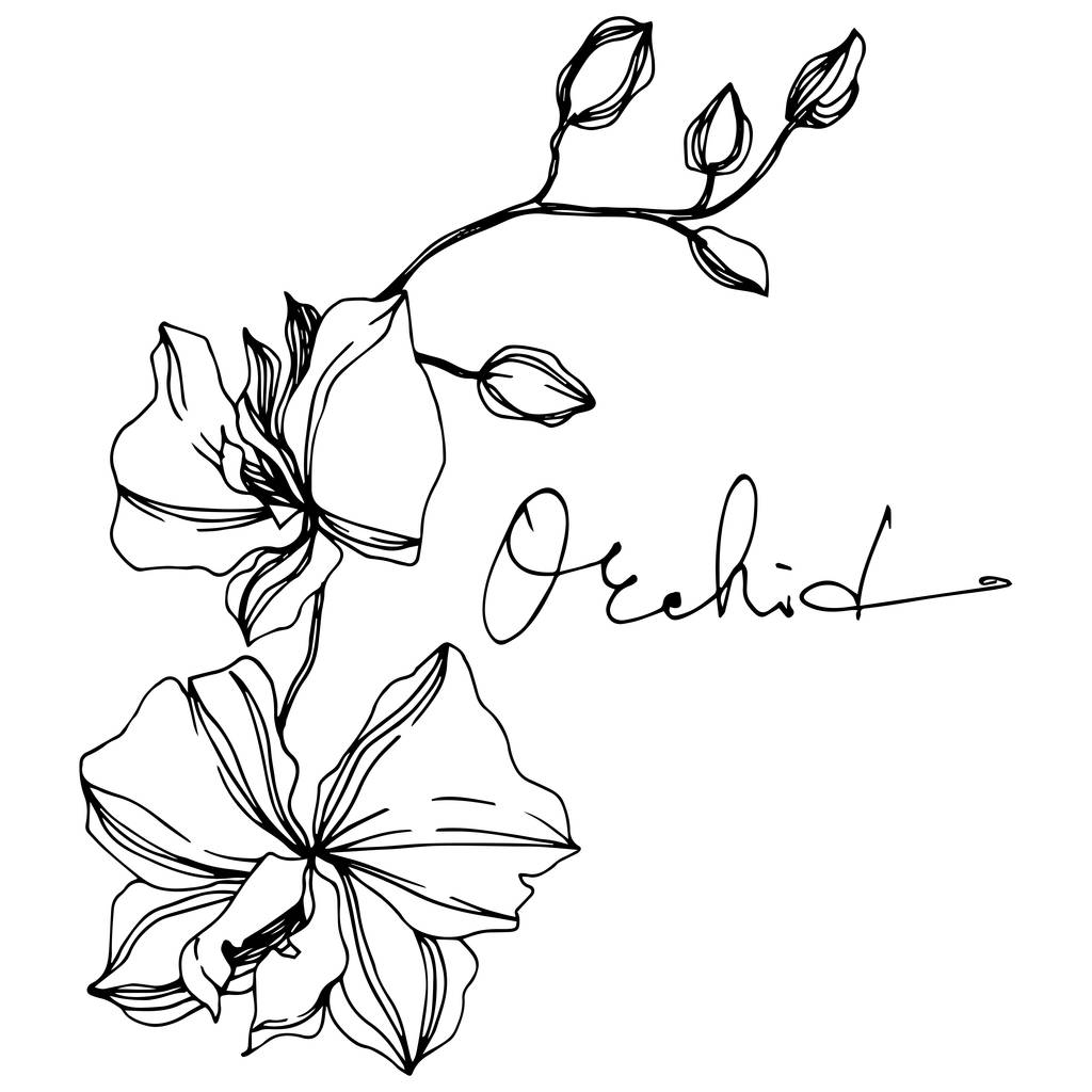 Vector Orchid flores botánicas florales. Tinta grabada en blanco y negro. Elemento ilustrativo de orquídeas aisladas
. - Vector, Imagen