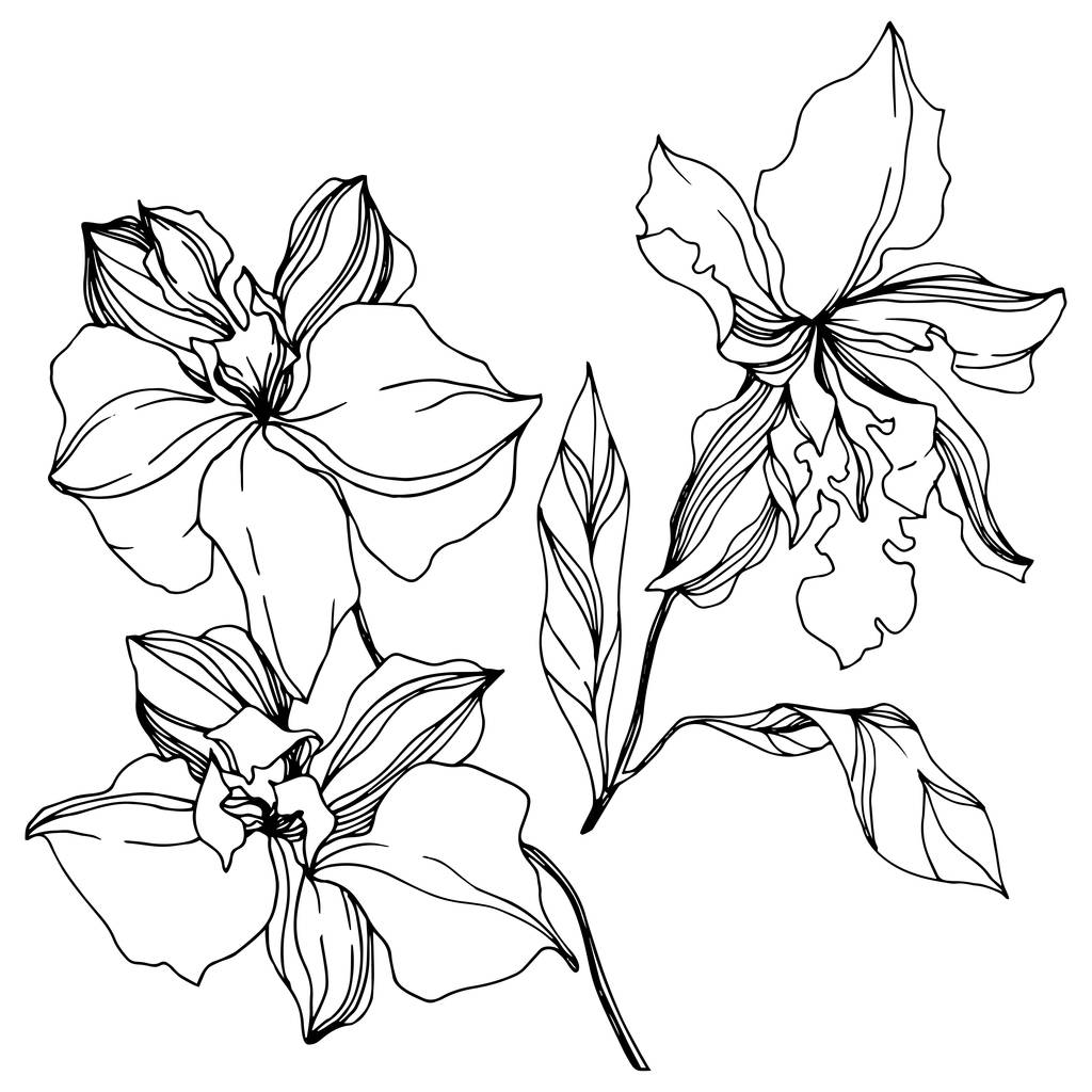Vektori Orkidea kukka kasvitieteellinen kukkia. Musta ja valkoinen kaiverrettu muste taidetta. Erilliset orkideat - havainnointielementti
. - Vektori, kuva