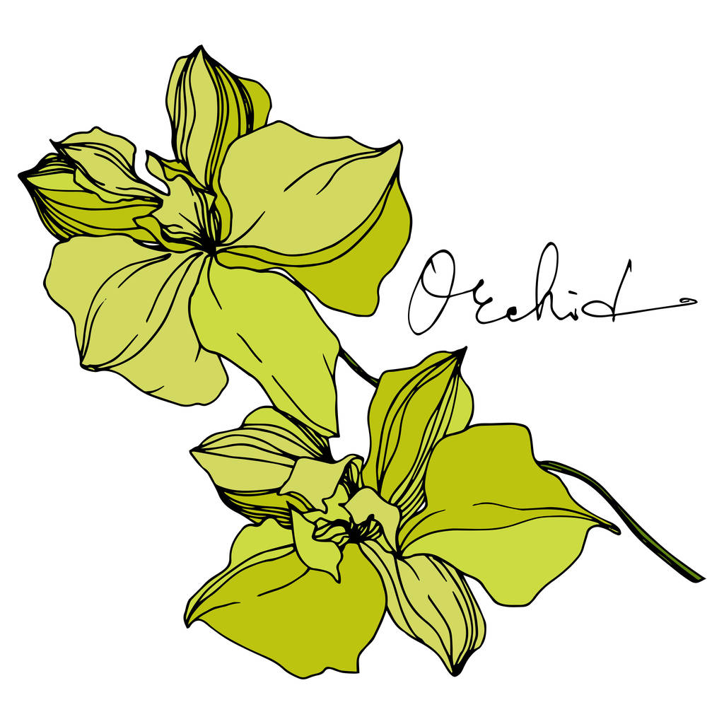 Цветки векторной орхидеи. Черно-белый рисунок чернил. Изолированный элемент иллюстрации орхидей
. - Вектор,изображение