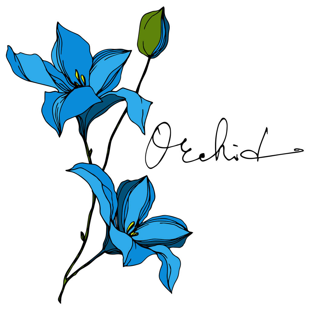 Fiori botanici floreali del Orchid del vettore. Inchiostro inciso in bianco e nero art. Elemento di illustrazione isolata delle orchidee
. - Vettoriali, immagini