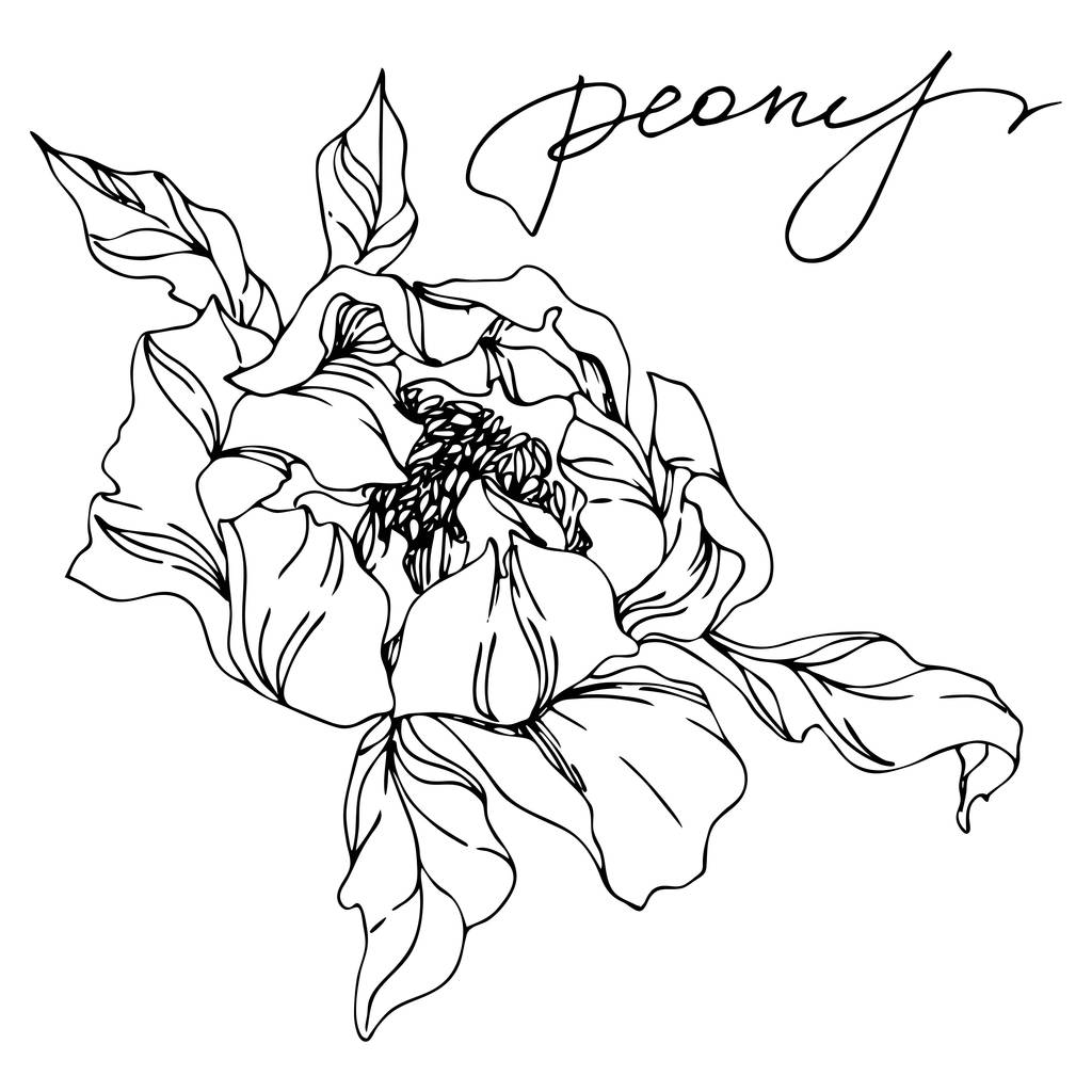 Peony floral botanical flowers. Black and white engraved ink art. Isolated peonies illustration element. - Vector, Image