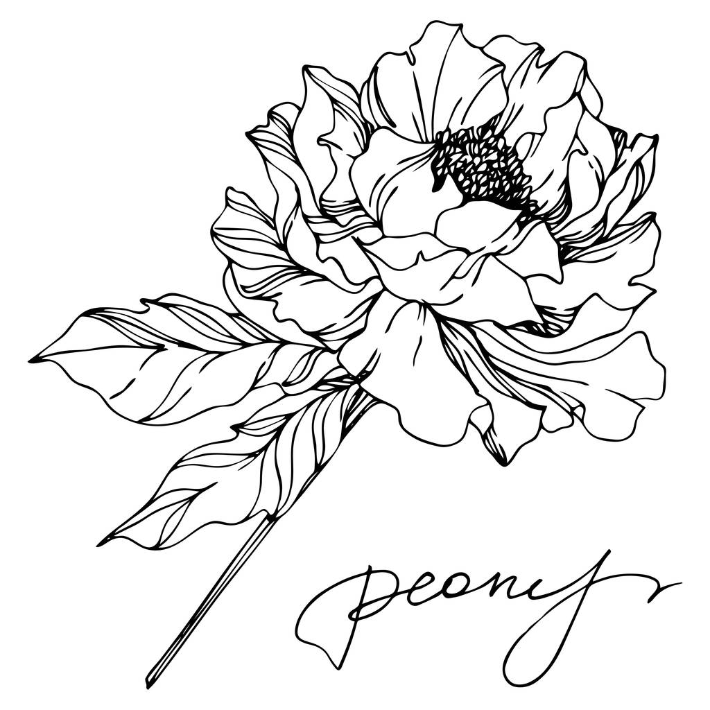 Peony bloemen botanische bloemen. Zwart-wit gegraveerd Ink Art. Geïsoleerde pioenrozen illustratie element. - Vector, afbeelding