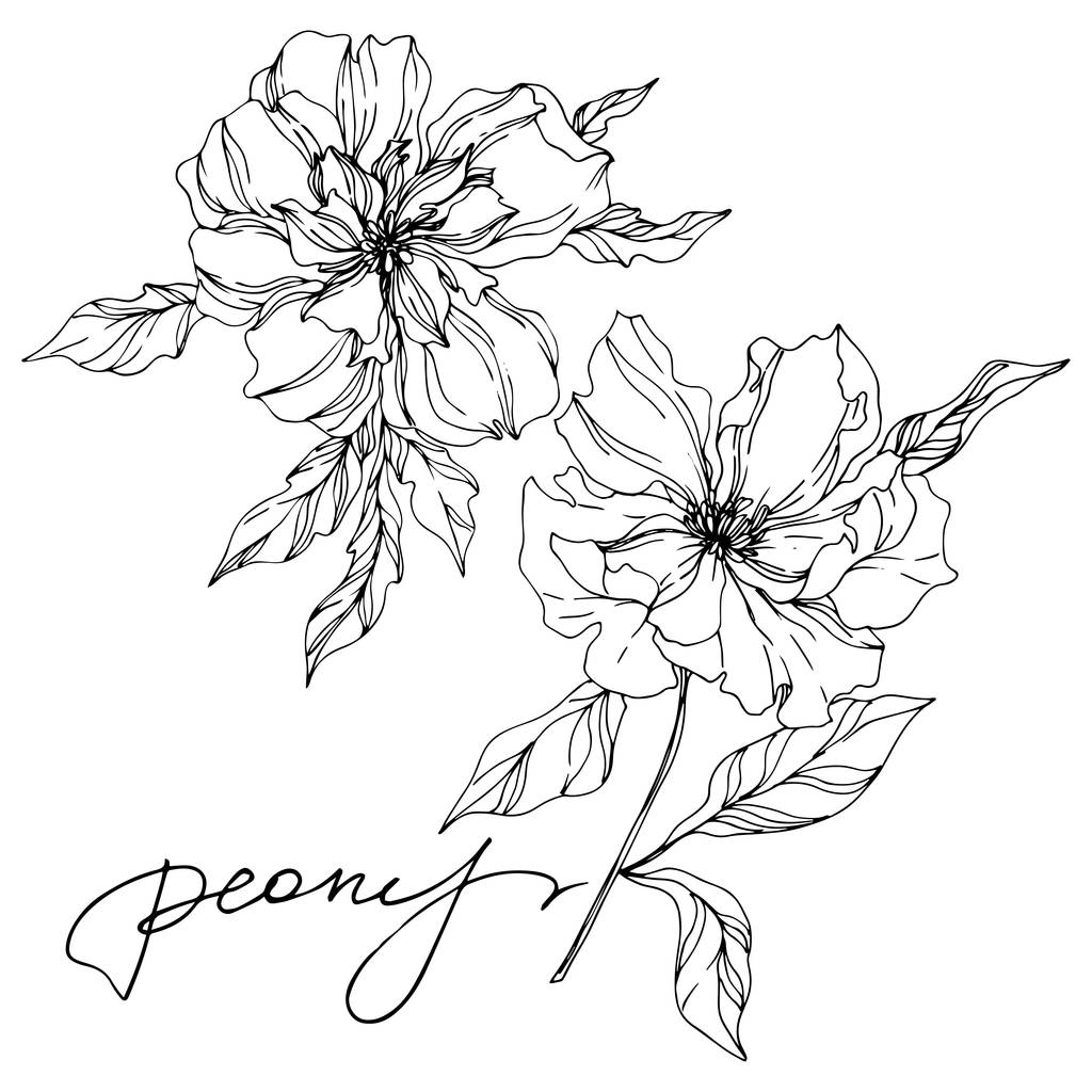 Peony bloemen botanische bloemen. Zwart-wit gegraveerd Ink Art. Geïsoleerde pioenrozen illustratie element. - Vector, afbeelding