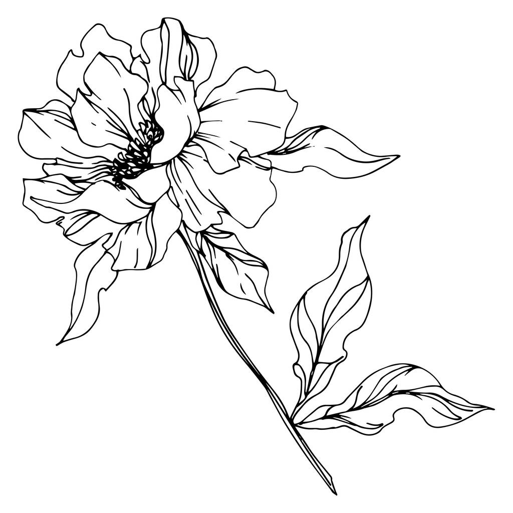 Şakayık çiçekbotanik çiçekleri. Siyah ve beyaz oyulmuş mürekkep sanatı. İzole şakayık illüstrasyon elemanı. - Vektör, Görsel