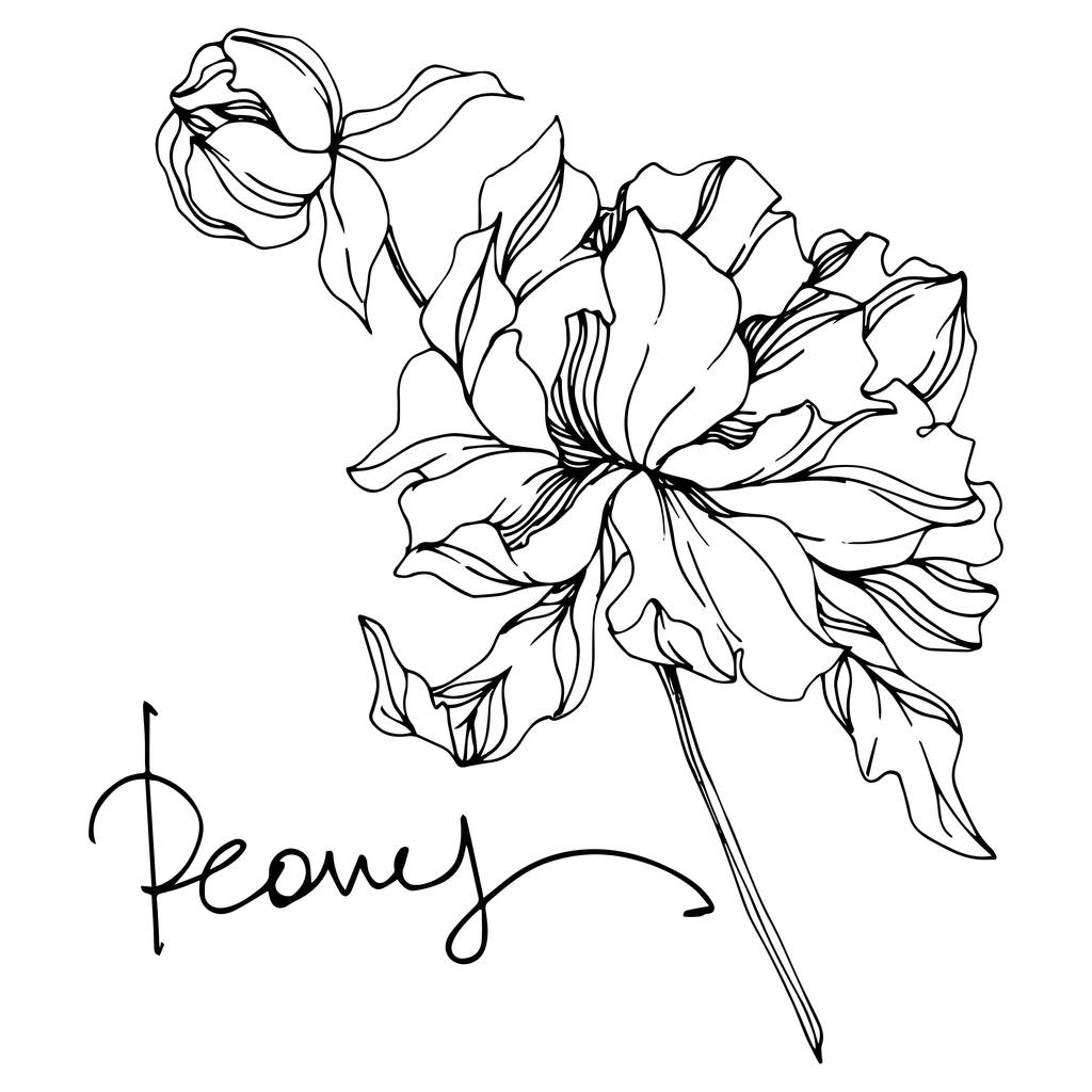ピオニーの花の植物の花。黒と白の彫刻インクアート。孤立したピオニのイラスト要素. - ベクター画像
