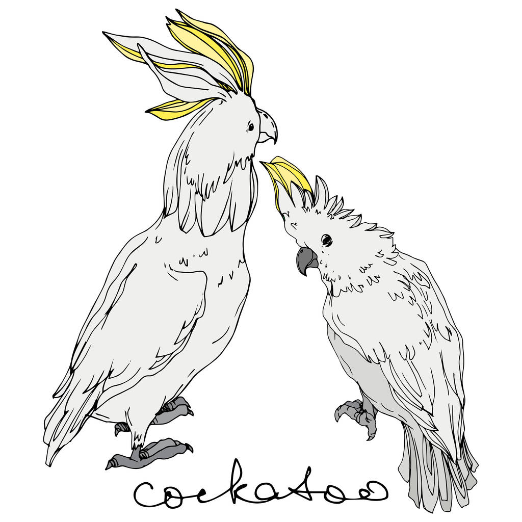 Vektorhimmelvogel Kakadu in einer Tierwelt. Schwarz-weiß gestochene Tuschekunst. isolierte Papageienillustration Element. - Vektor, Bild
