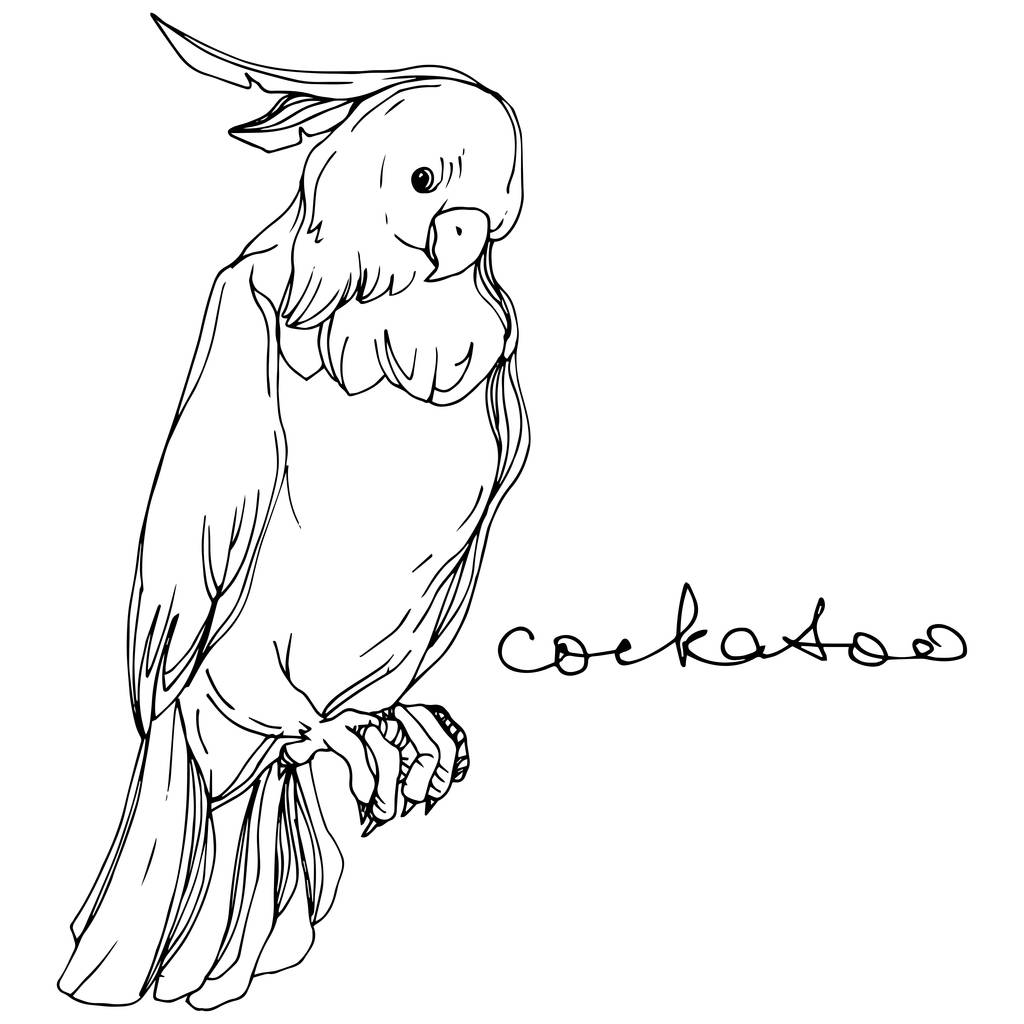 Vector Sky Bird kaketoe in een Wildlife. Zwart-wit gegraveerd Ink Art. Geïsoleerde Parrot illustratie element. - Vector, afbeelding