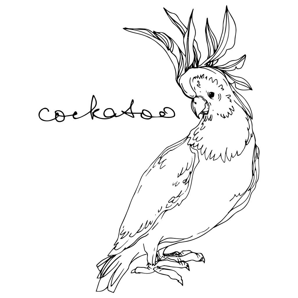 Vector Sky Bird kaketoe in een Wildlife. Zwart-wit gegraveerd Ink Art. Geïsoleerde Parrot illustratie element. - Vector, afbeelding