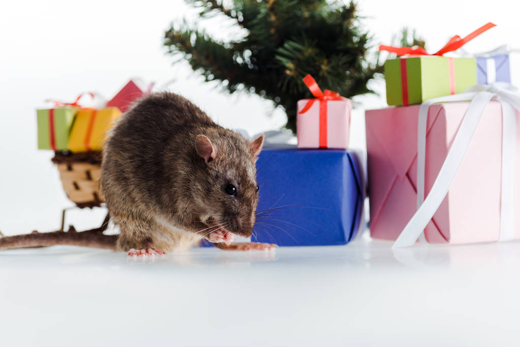 μικρό Rat κοντά σε πολύχρωμα κουτιά δώρων που απομονώνονται σε λευκό - Φωτογραφία, εικόνα