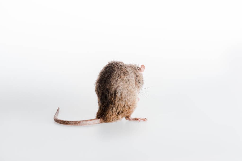 little domestic rat  on white with copy space - Photo, Image