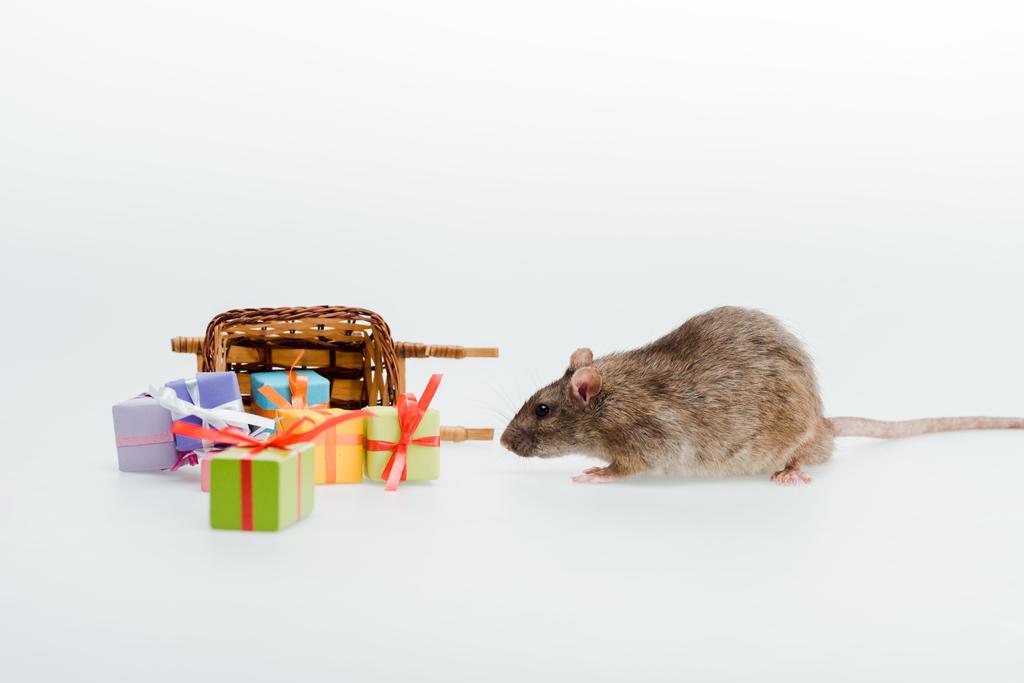 ποντικάκι κοντά στο έλκηθρο παιχνιδιών και πολύχρωμα δώρα απομονωμένα σε λευκό - Φωτογραφία, εικόνα