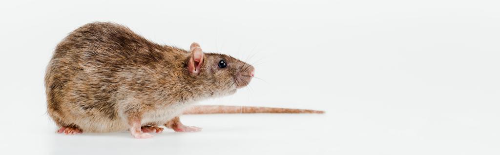 plano panorámico de pequeña rata doméstica aislada en blanco
  - Foto, imagen