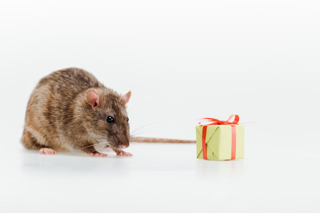  kicsi és ravasz patkány mellett játékszer bemutat-ra fehér - Fotó, kép
