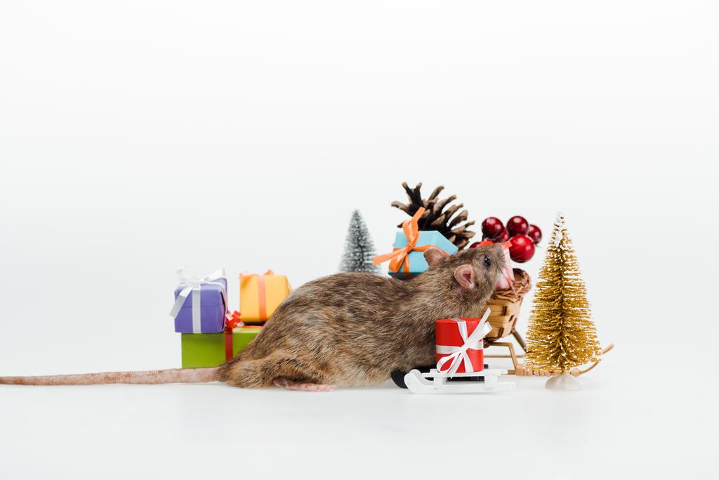 Mały szczur w pobliżu wielokolorowych prezentów na białym tle  - Zdjęcie, obraz