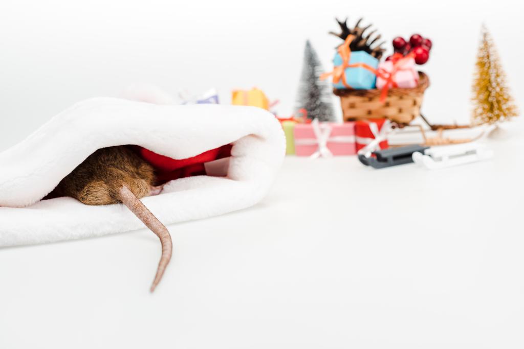 Selektiver Fokus der Hausratte in Weihnachtsmütze isoliert auf Weiß  - Foto, Bild