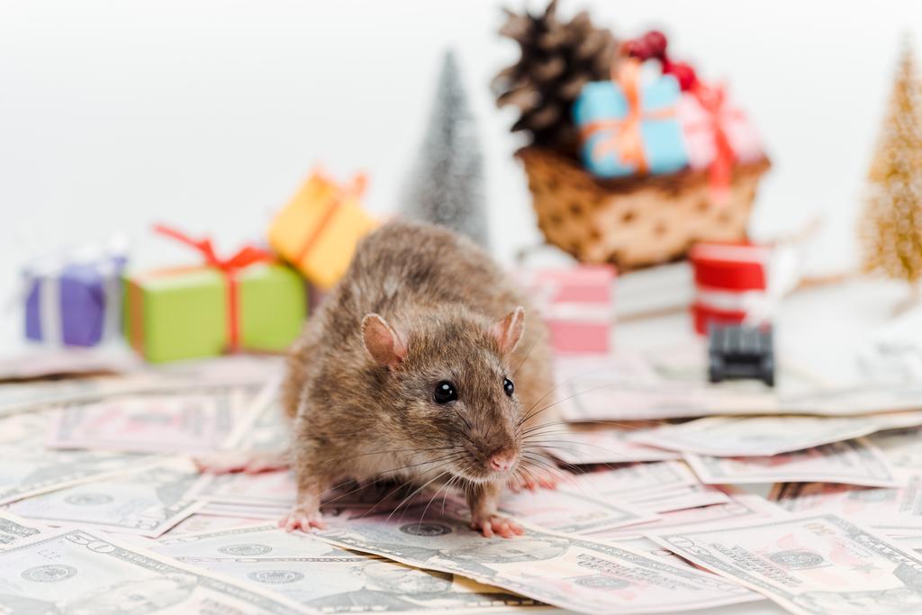 selektiver Fokus der kleinen Ratte in der Nähe von Geld und Geschenke isoliert auf weiß  - Foto, Bild