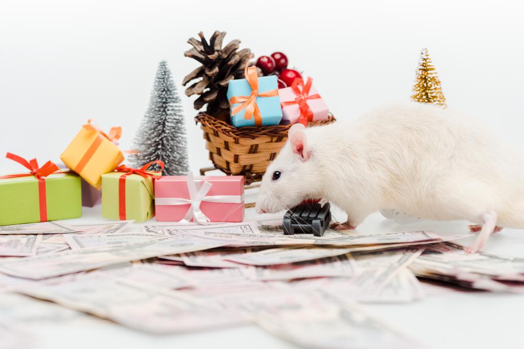 valikoiva keskittyminen rotta lähellä rahaa ja esittelee eristetty valkoinen
  - Valokuva, kuva