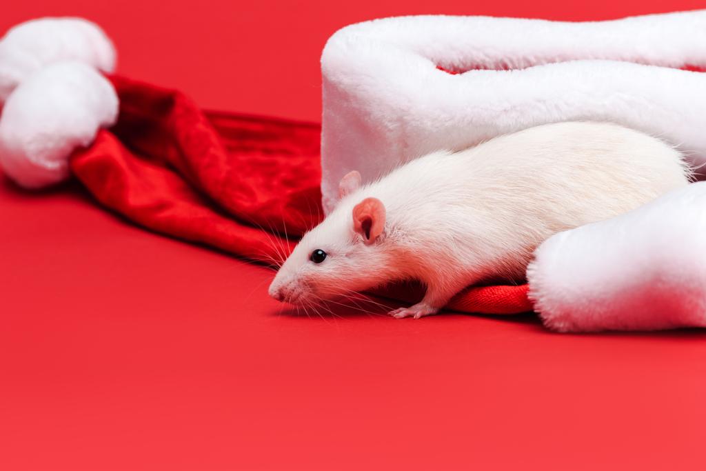 赤で隔離サンタ帽子の近くにかわいい白いネズミの選択的な焦点 ロイヤリティフリー写真 画像素材