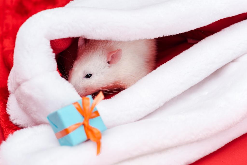 贈り物の近くのサンタ帽子でかわいい白いネズミの選択的な焦点 ロイヤリティフリー写真 画像素材