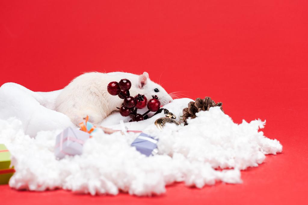 selective focus of small mouse on santa hat near presents and red berries isolated on red  - Photo, Image