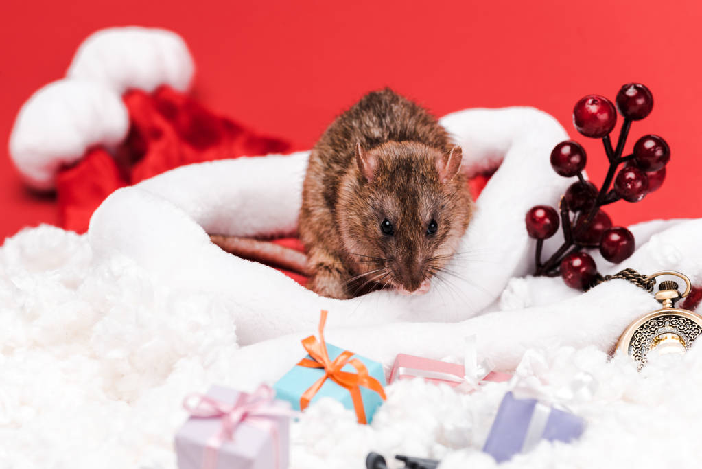 foyer sélectif de petits rats près de baies rouges et cadeaux isolés sur rouge
  - Photo, image