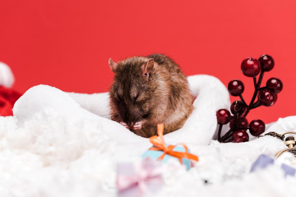 selektiver Fokus der Maus in Weihnachtsmütze in der Nähe roter Beeren und Geschenke isoliert auf rotem Grund  - Foto, Bild
