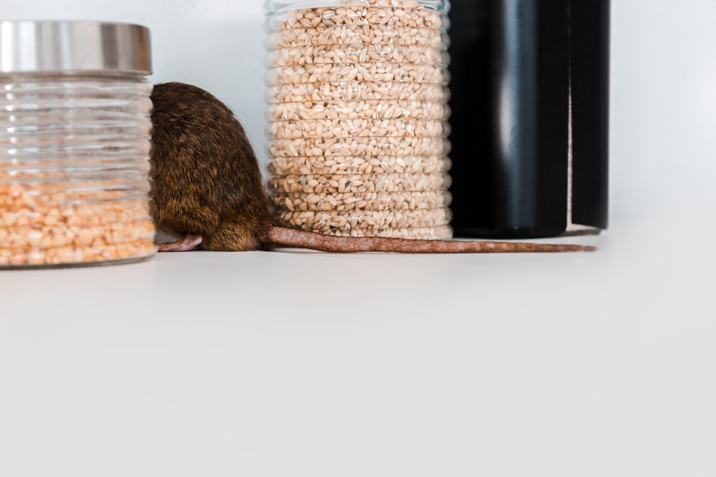 foco selectivo de rata cerca de frascos con cereales crudos en la mesa
  - Foto, Imagen