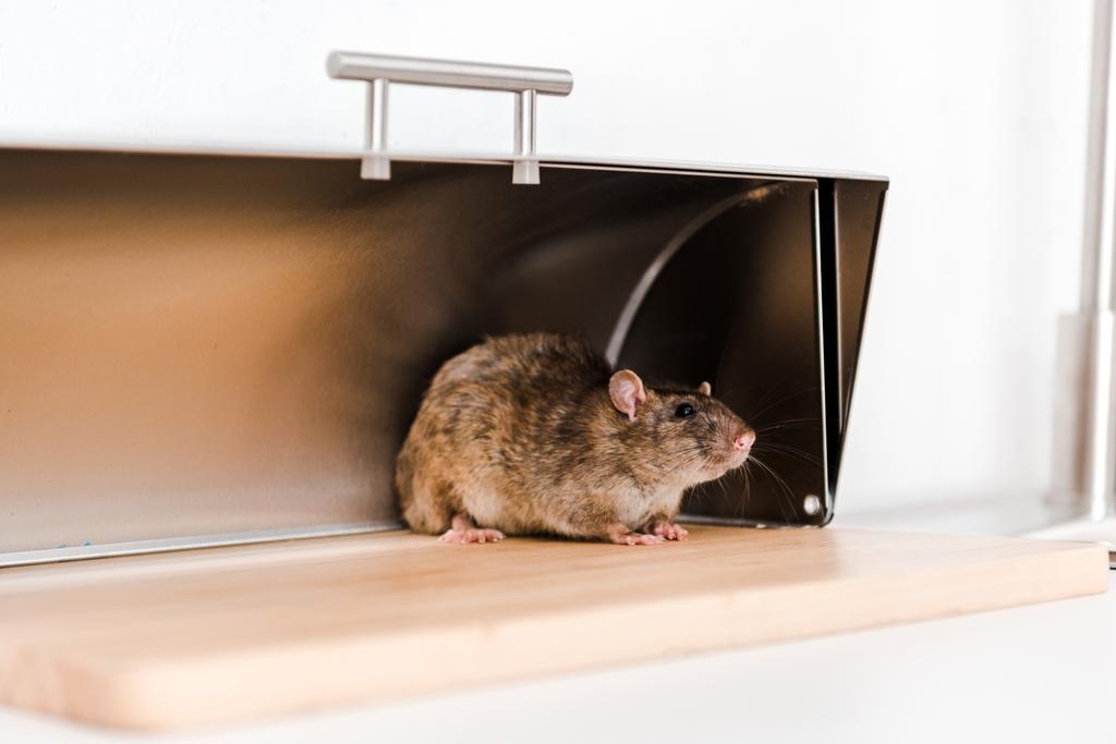 μικρό ποντίκι στο ψωμί κουτί στην κουζίνα  - Φωτογραφία, εικόνα