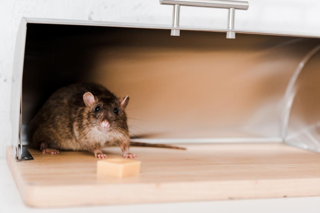 foco selectivo de ratoncito en caja de pan cerca del cubo de queso en la cocina
  - Foto, imagen