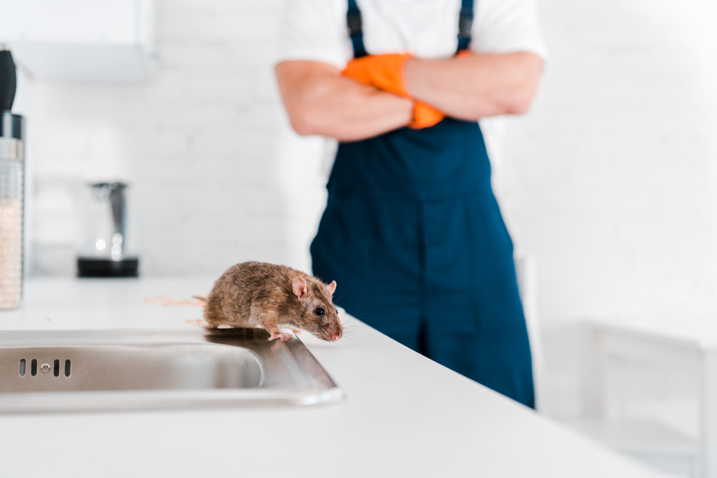 selectieve focus van kleine rat in de buurt van Sink en man met gekruiste armen  - Foto, afbeelding