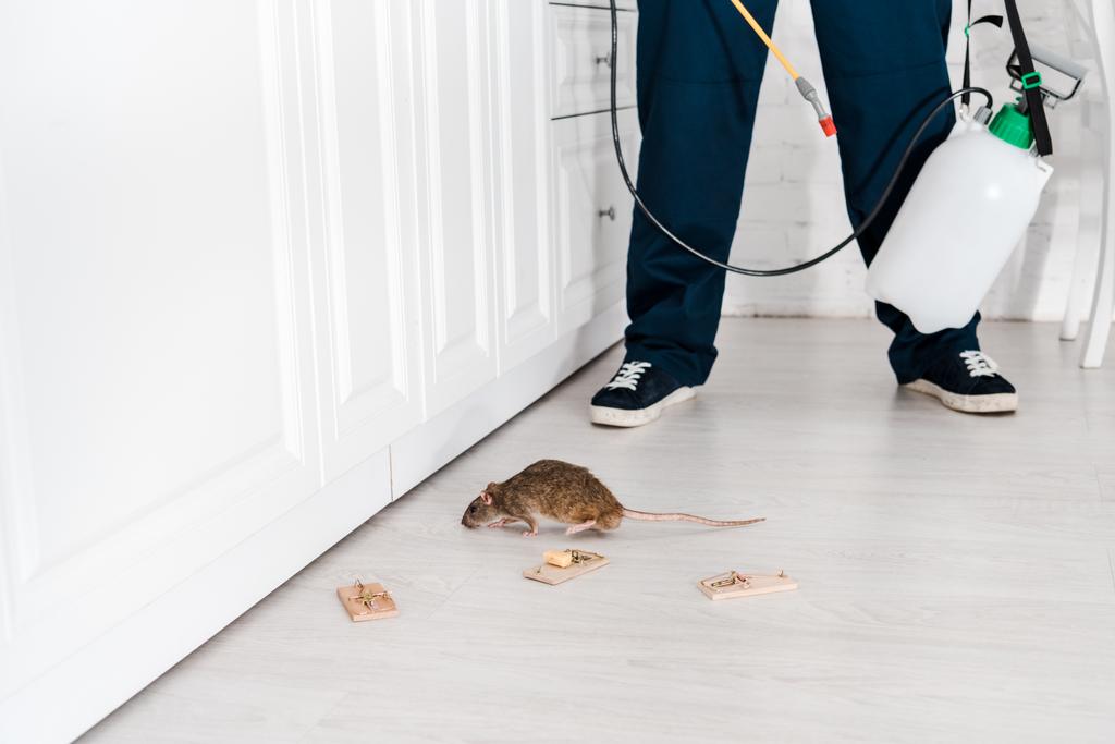 bijgesneden weergave van de Exterminator Skin staande in de buurt van muis vallen en rat  - Foto, afbeelding
