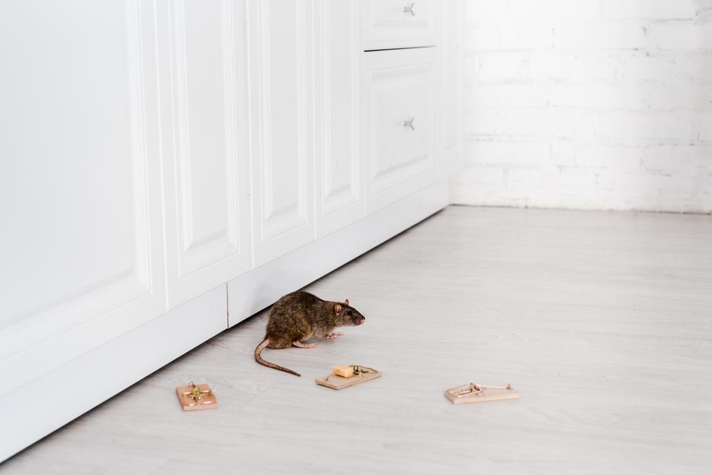 ahşap fare kapanları ve katta peynir küpü yakınında küçük sıçan  - Fotoğraf, Görsel