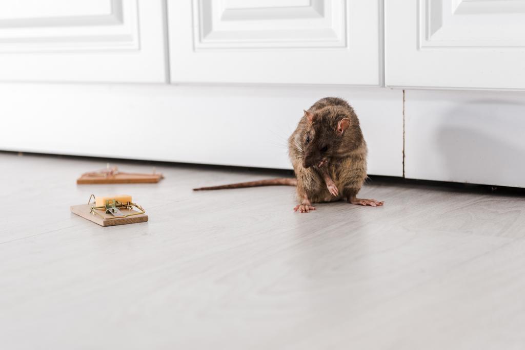 rat in de buurt van houten muis vallen met kubus van kaas op de vloer  - Foto, afbeelding
