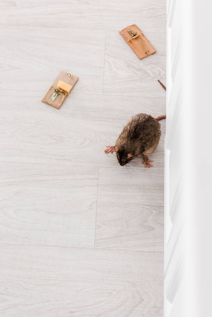 top view of rat near wooden mousetraps with cube of cheese on floor  - Photo, Image