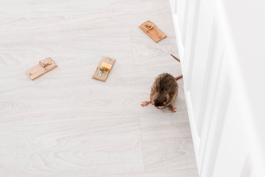 床にチーズの立方体を持つマウストラップの近くのネズミのトップビュー  - 写真・画像